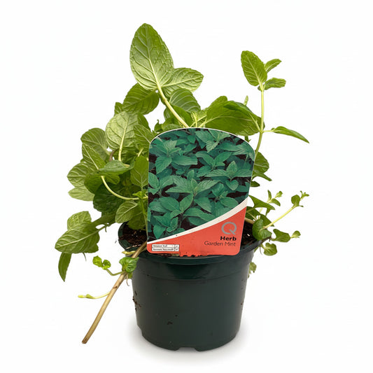 MInt Spicata