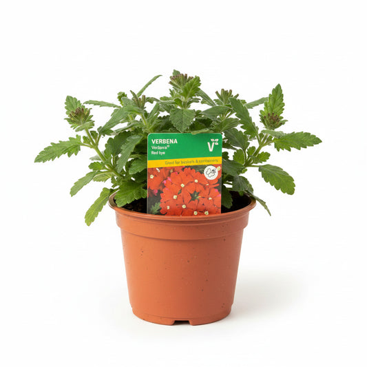 Trailing Verbena Vectura® Red Eye