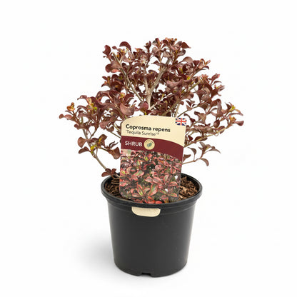 Coprosma repens Tequila Sunrise