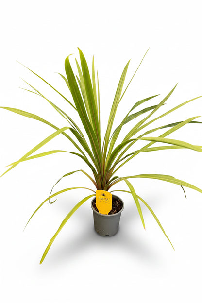 Cordyline Australis Green