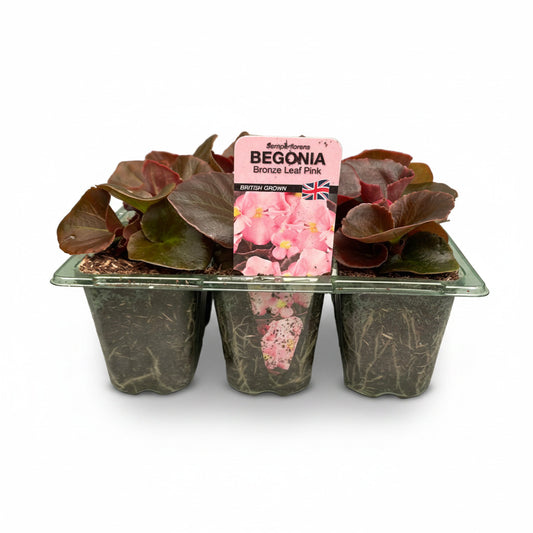 Begonia Bronze Leaf Pink