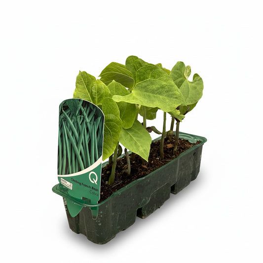 A young plant of Phaseolus Vulgaris, commonly known as Climbing French Beans, in a green plastic pot.