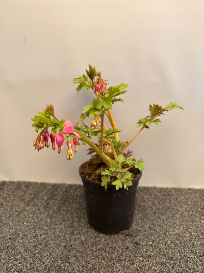 Dicentra spectabilis