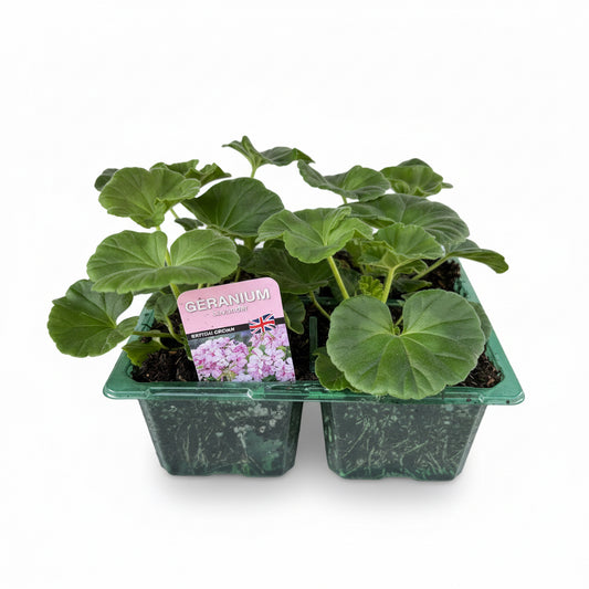 Bedding Geranium lavender
