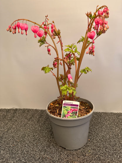 Dicentra spectabilis