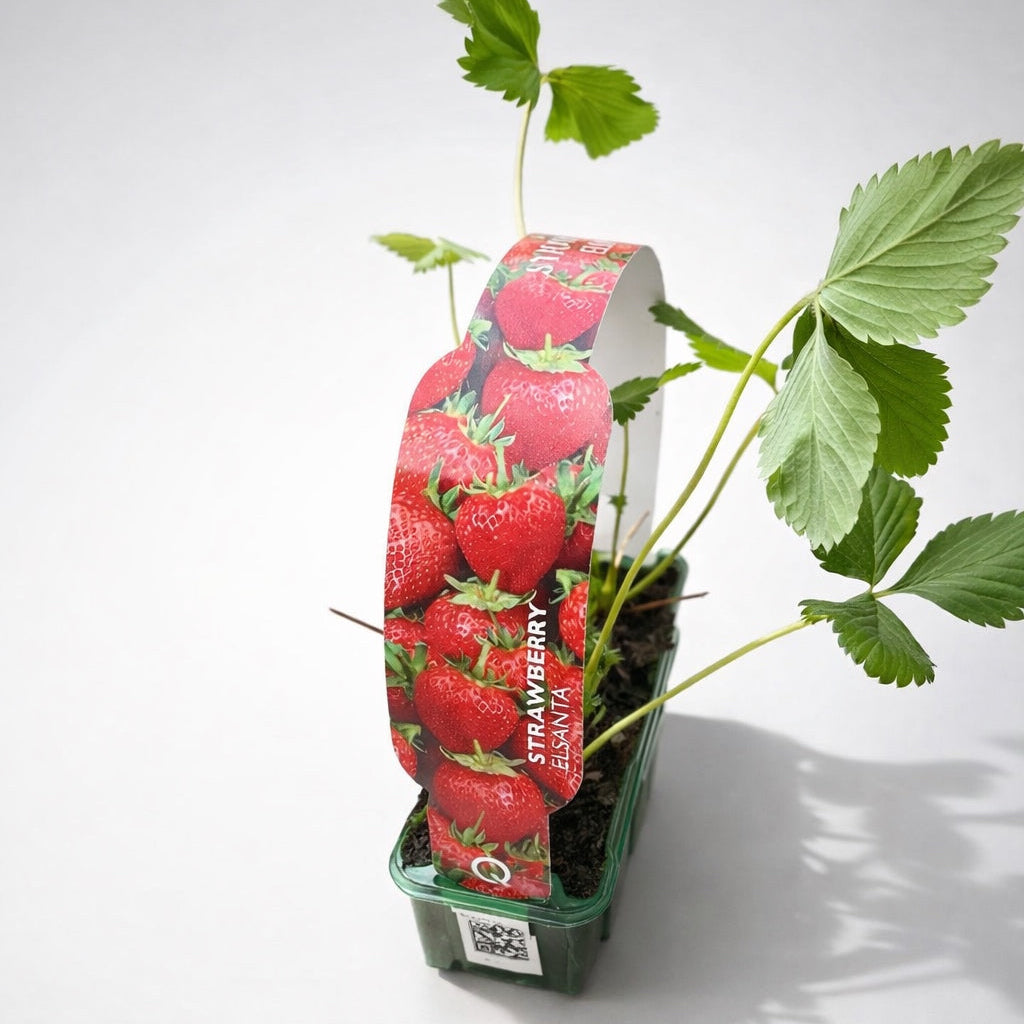 Strawberry Elsanta