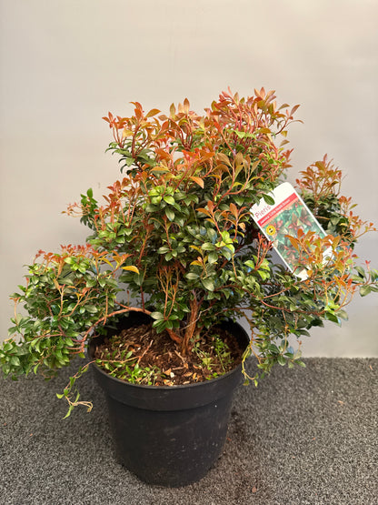 Pieris jap. 'Little Heath'