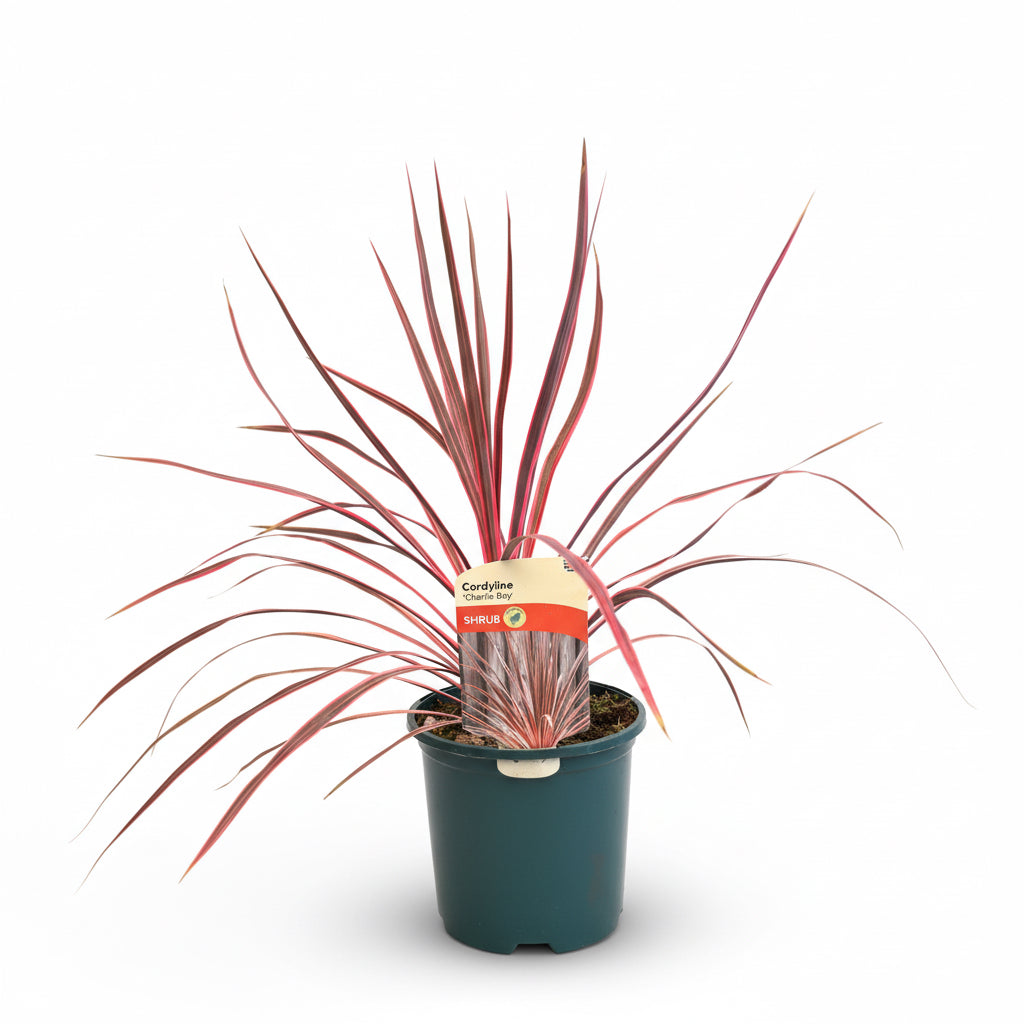 Cordyline australis 'Charlie Boy'