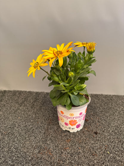 Osteospermum