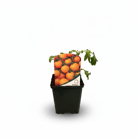 Tomato Tumbling Tom Yellow (Cherry)