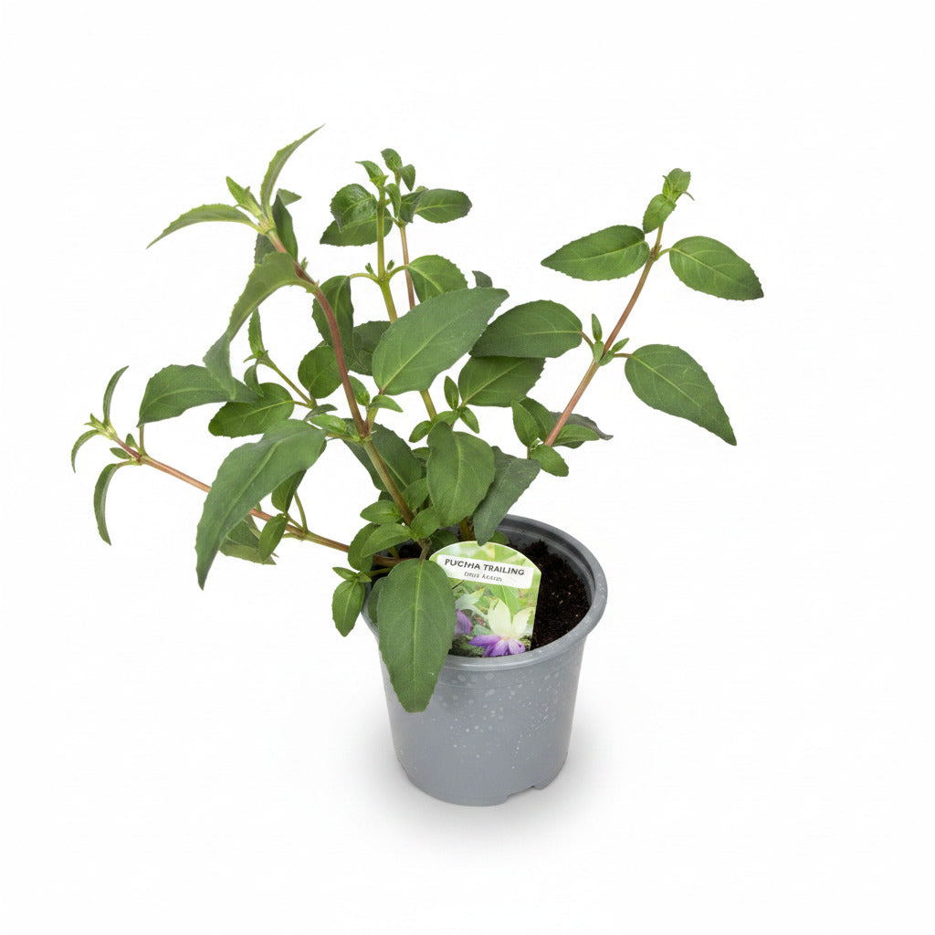 Fuchsia Trailing Blue Angel