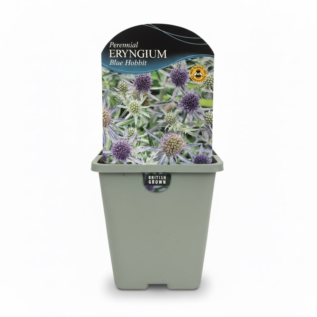 Eryngium planum Blue Hobbit