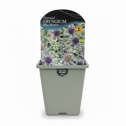 Eryngium planum Blue Hobbit