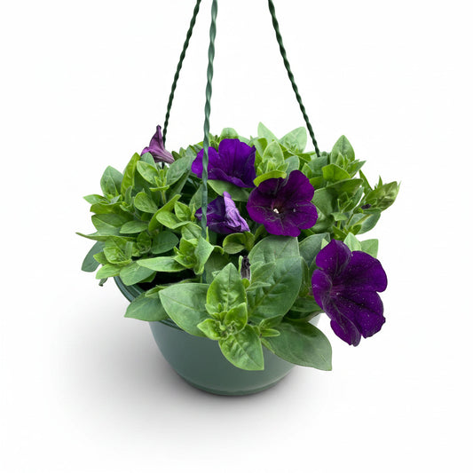Petunia hanging basket