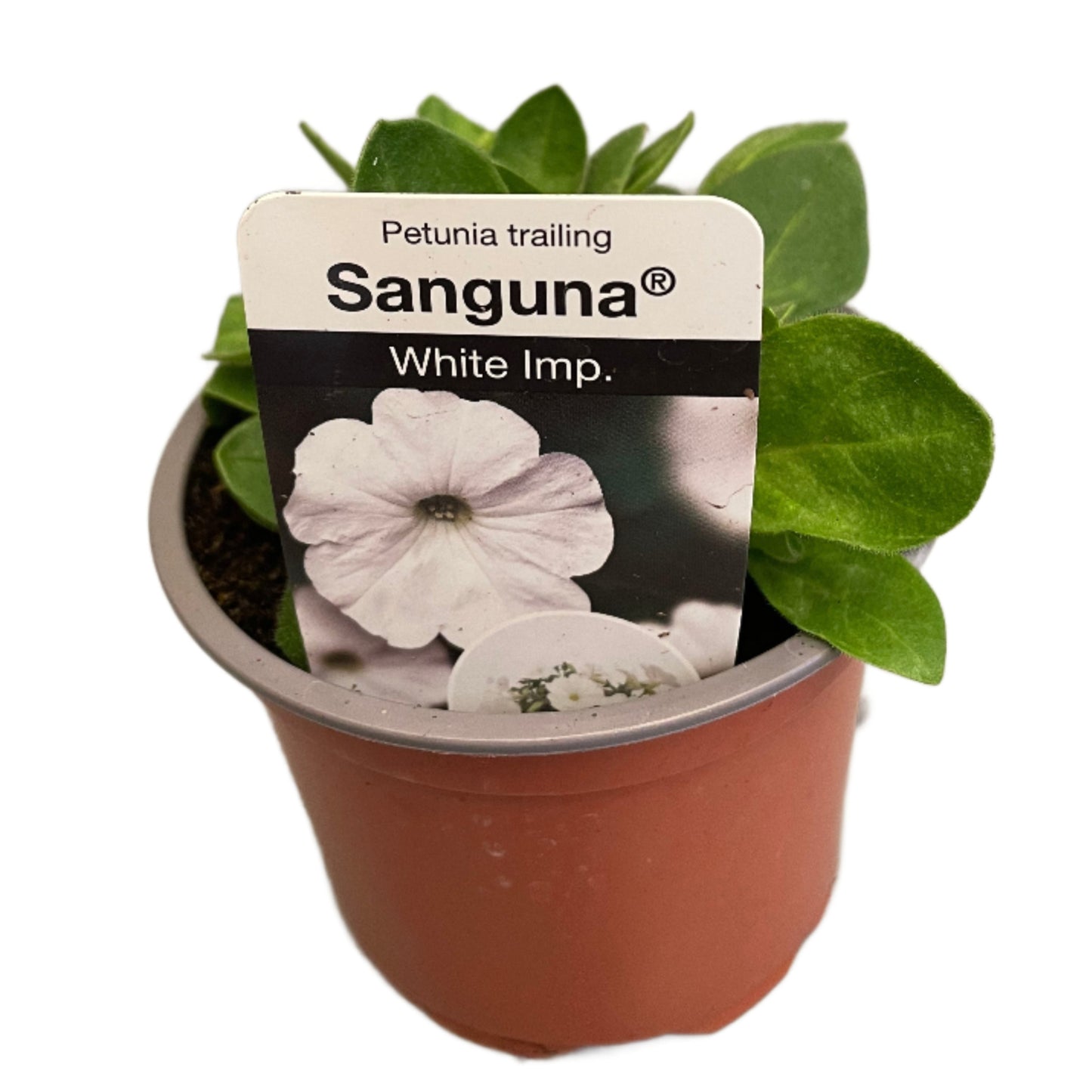 Petunia 'Sanguna' White Imp