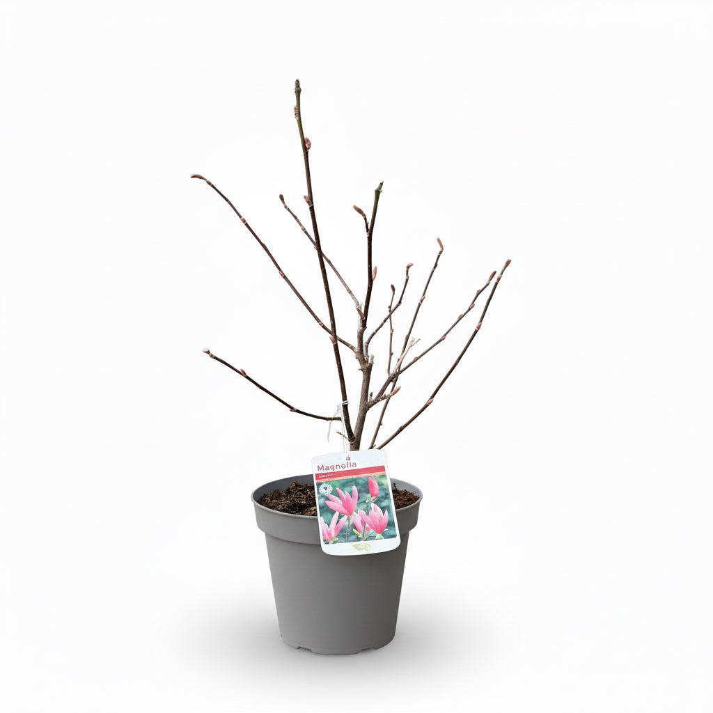 Magnolia 'Susan'