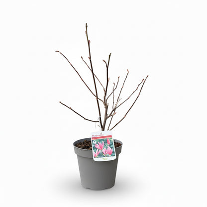 Magnolia 'Susan'
