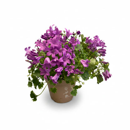 Campanula
