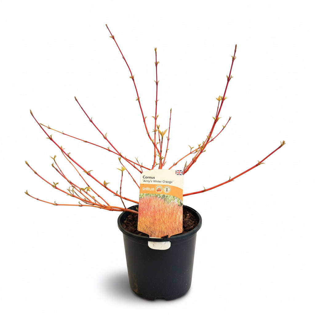 Cornus sanguinea 'Anny's Winter Orange '3L