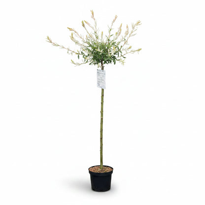 Salix integra flamingo