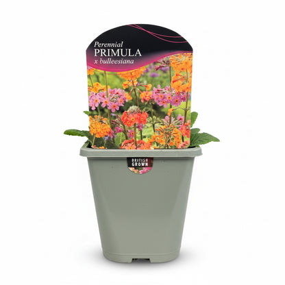 Primula x bullesiana
