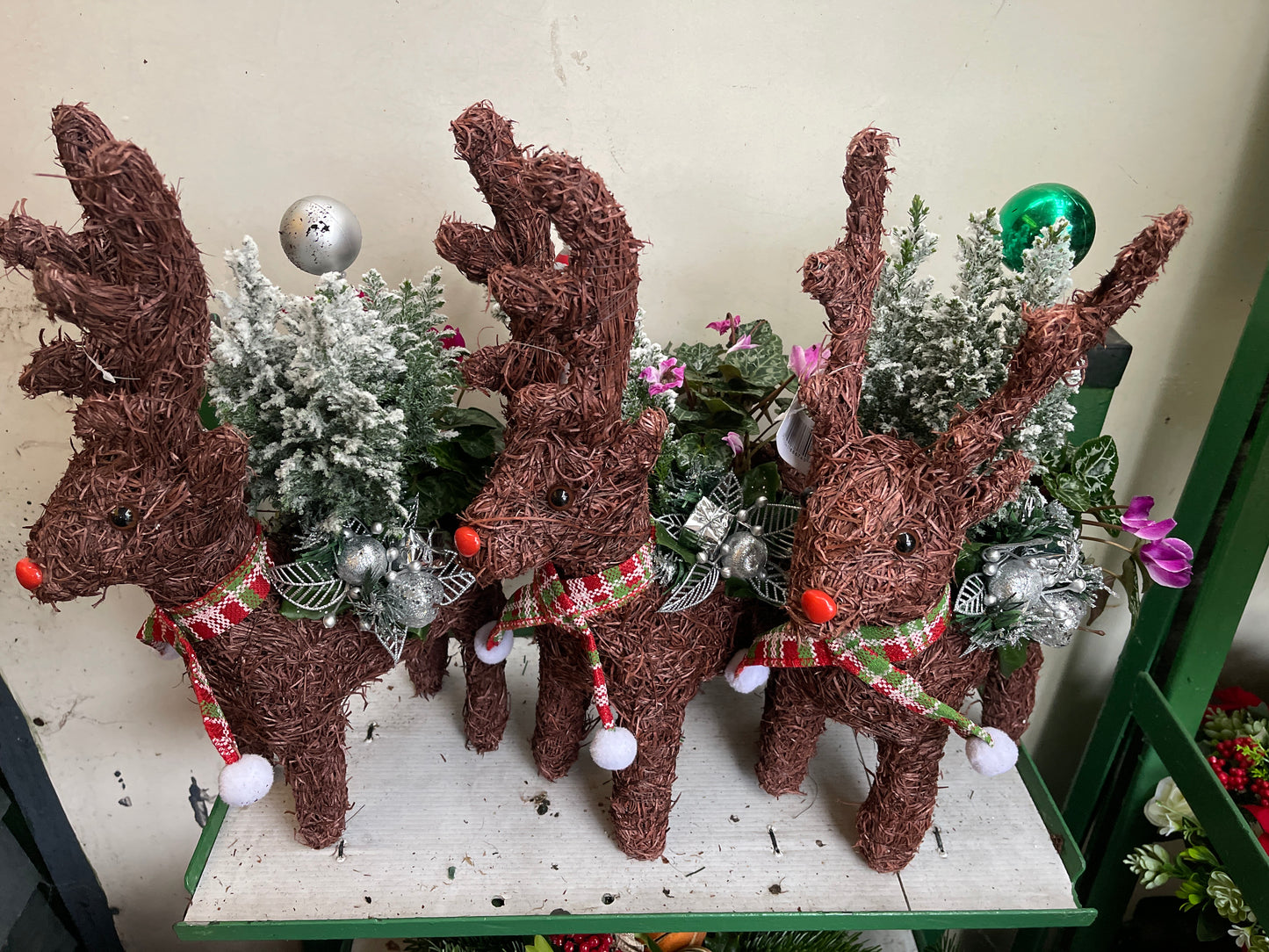 Christmas Planted Arrangements