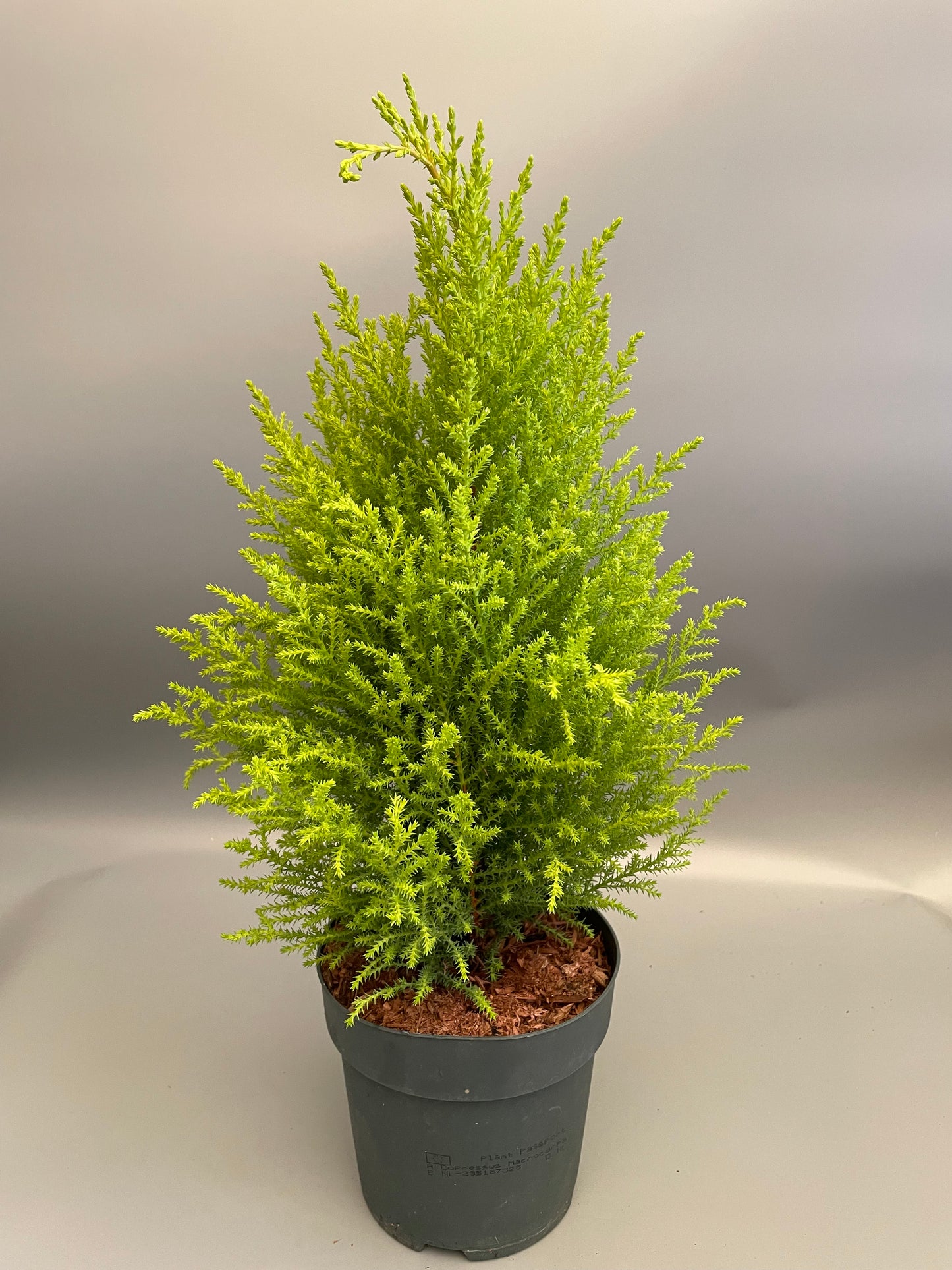 Cupressus mac. Goldcrest