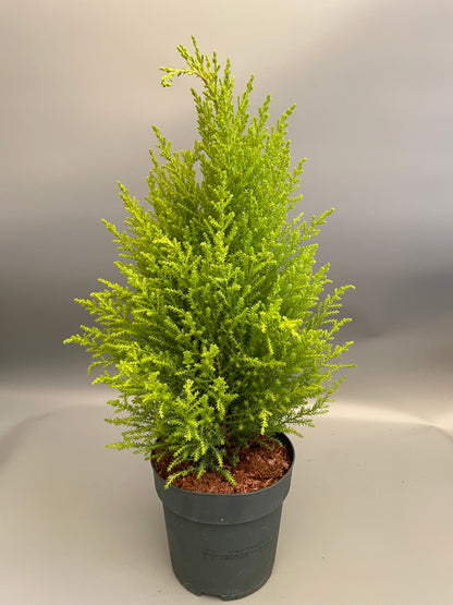 Cupressus mac. Goldcrest