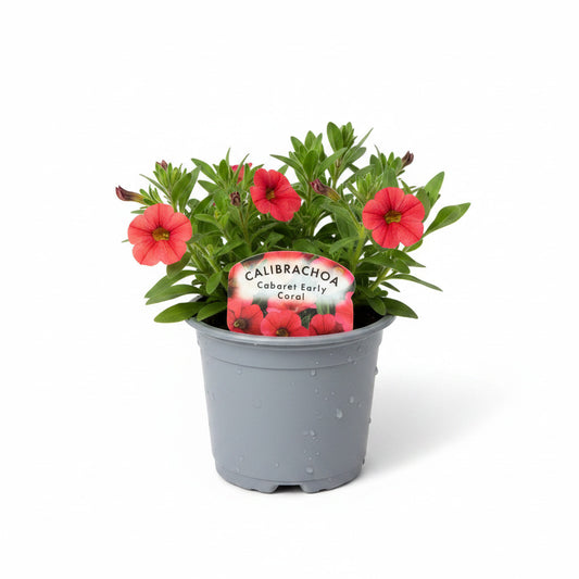 Calibrachoa ® (Million Bell)  Cabaret Early Coral