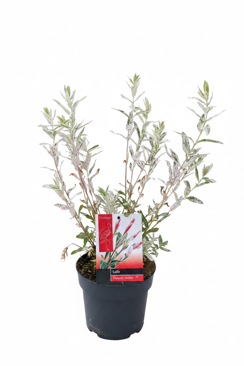 Salix integra flamingo