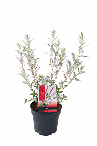 Salix integra flamingo