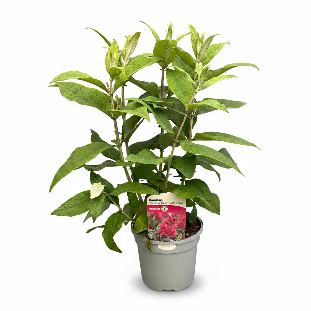Buddleja Butterfly Candy Little Ruby