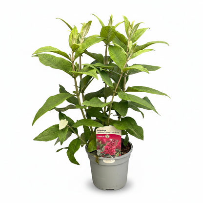 Buddleja Butterfly Candy Little Ruby