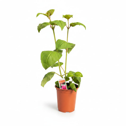 Fuchsia Trailing Bella Rosella