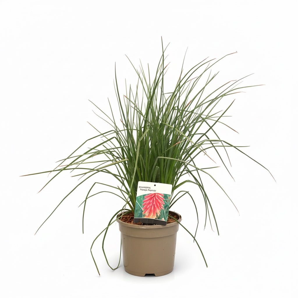 Kniphofia Papaye Popsicle