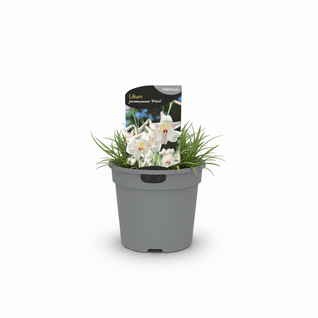 Lilium Formosanum Pricei