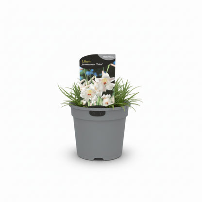 Lilium Formosanum Pricei