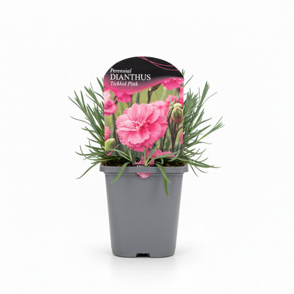 Dianthus Tickled Pink