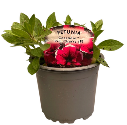 Petunia Cascade Rim Cherry