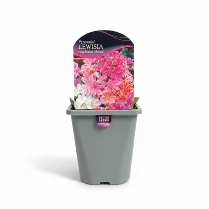 Lewisia cotyledon Mixed