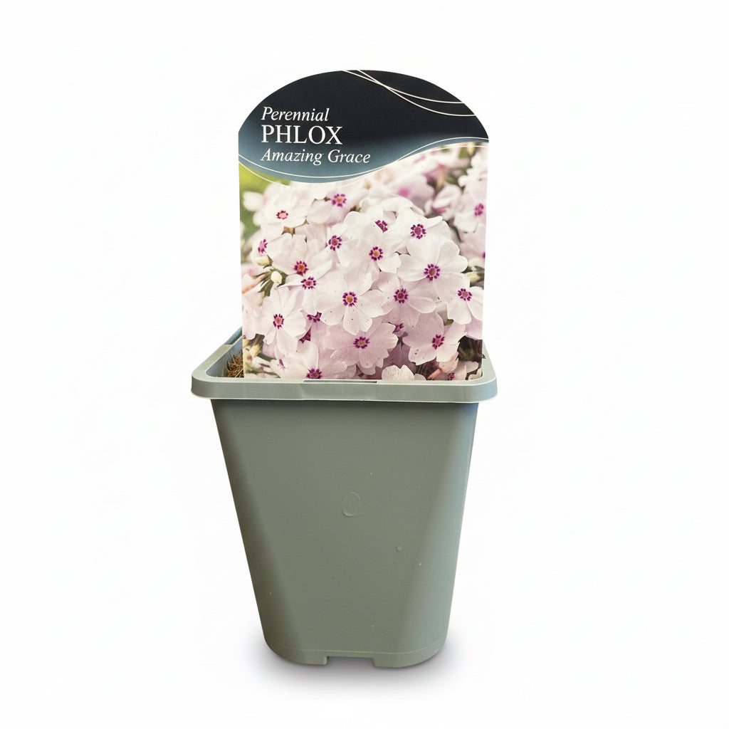 Phlox subulata Amazing Grace