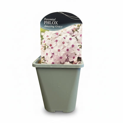 Phlox subulata Amazing Grace