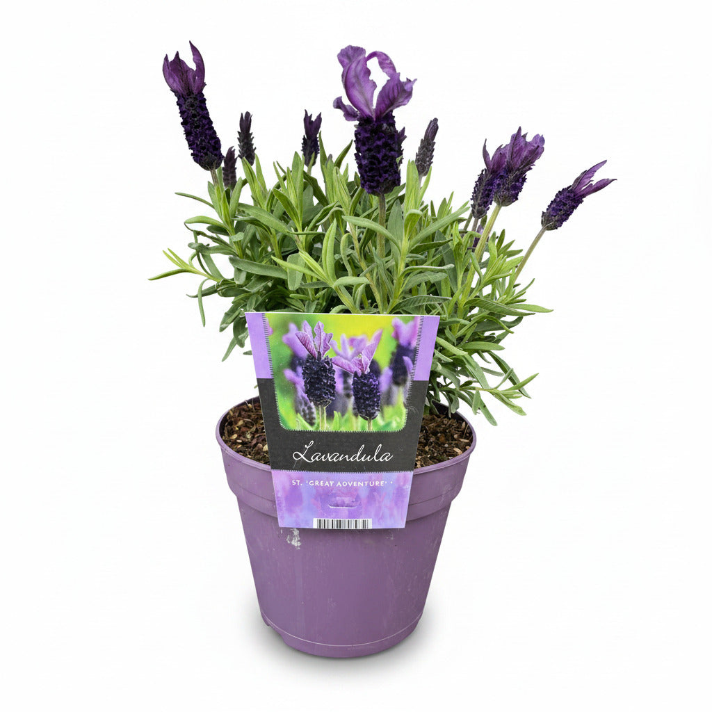 Lavandula Great Adventure