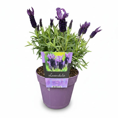 Lavandula Great Adventure