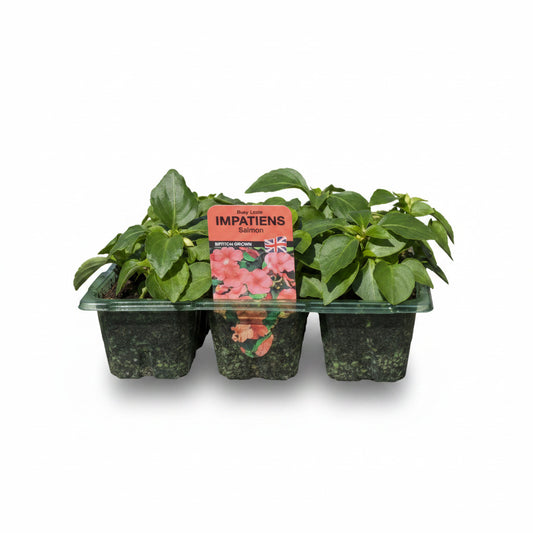 Impatiens Salmon