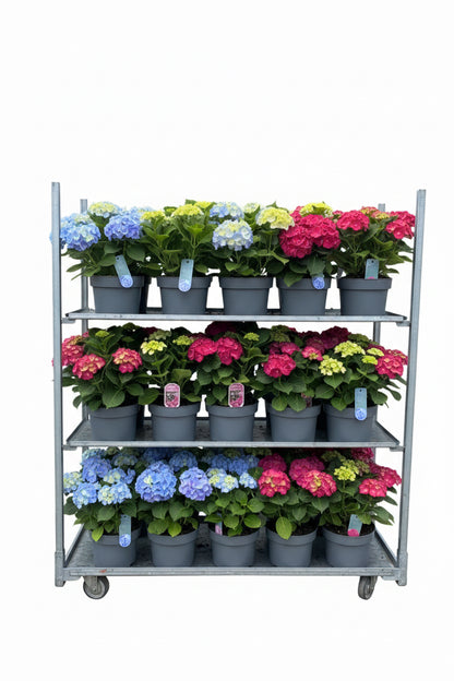 Hydrangea Macrophylla