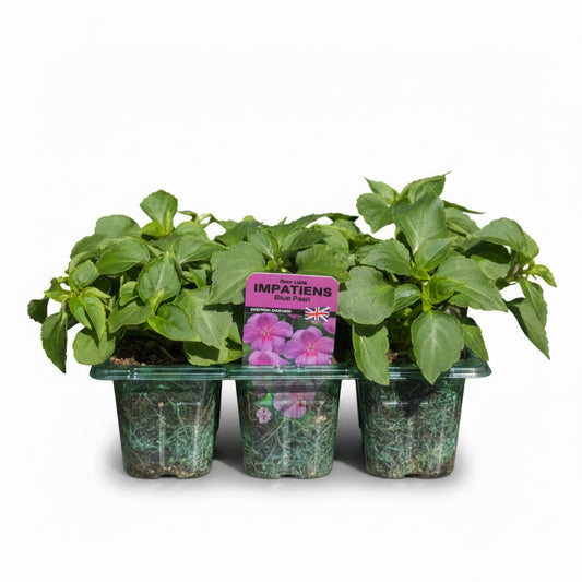 Impatiens Blue Pearl