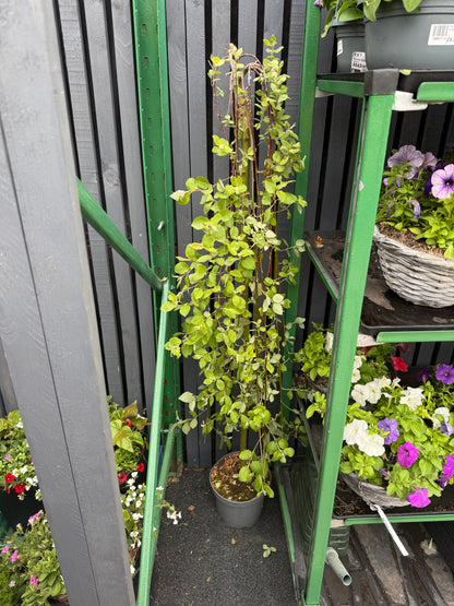 Salix caprea 'Kilmarnock'