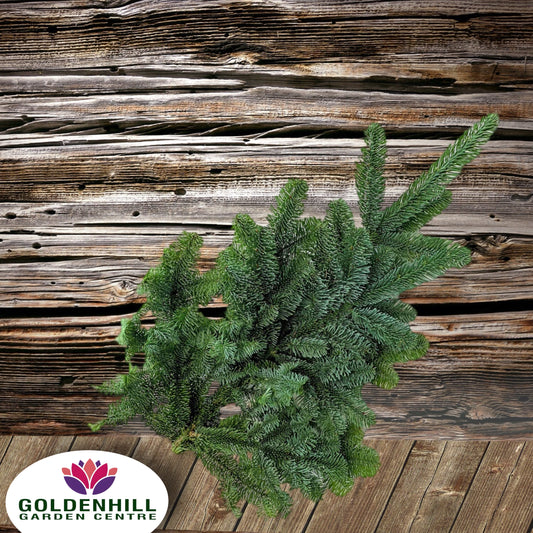 Noble Fir Fresh Foliage