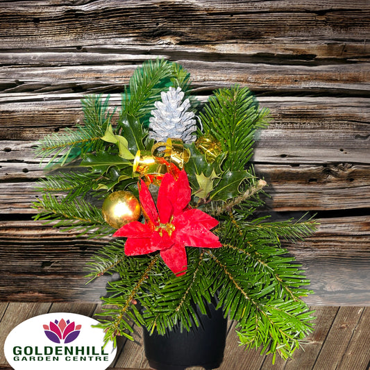 Value Christmas Fresh Crem Pots